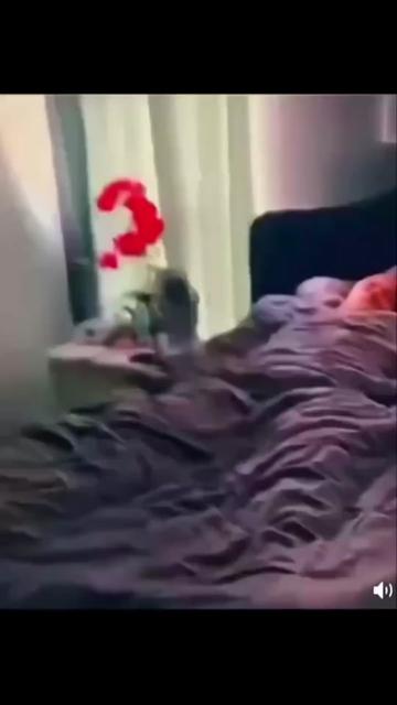 @Anonymouschienworld