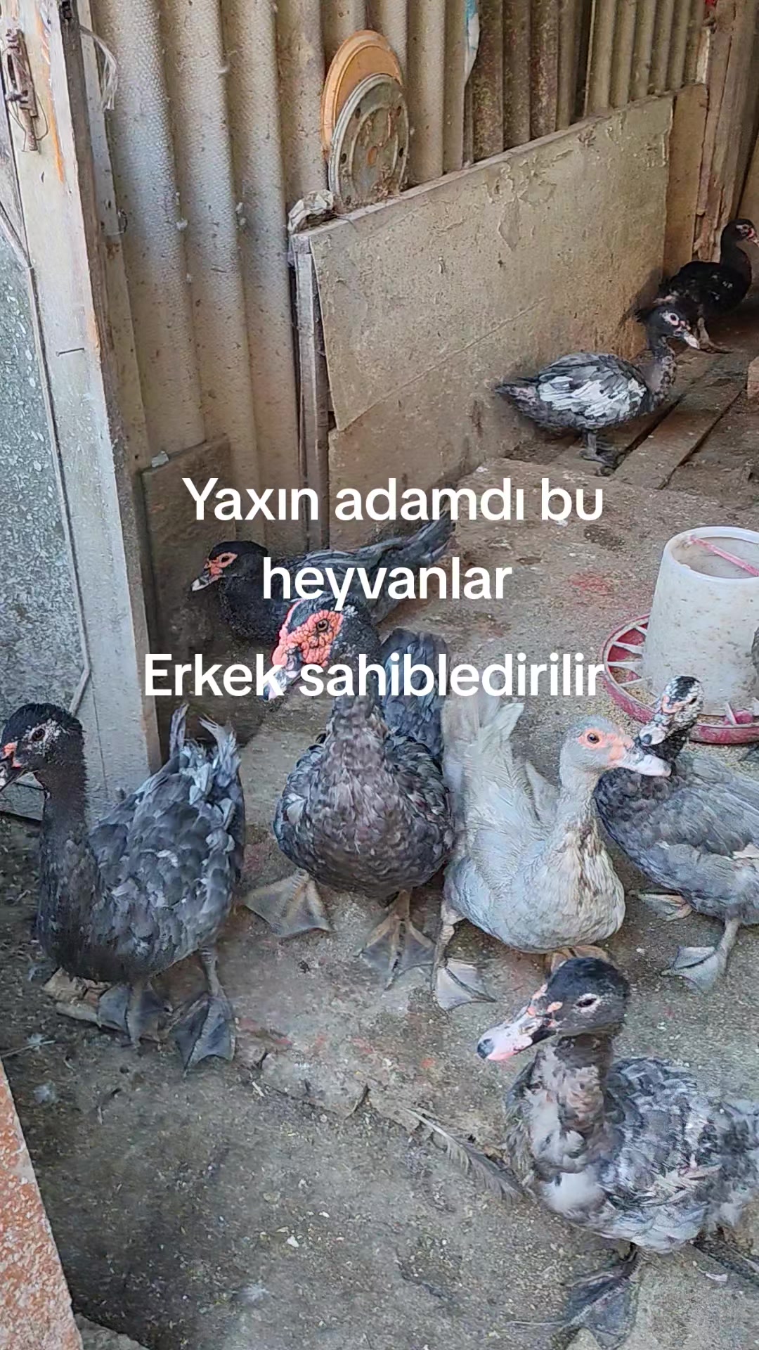 @MAŞTAĞA_QUŞCULUĞ