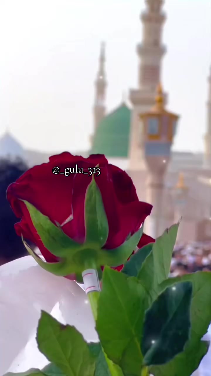 @_gulu_313