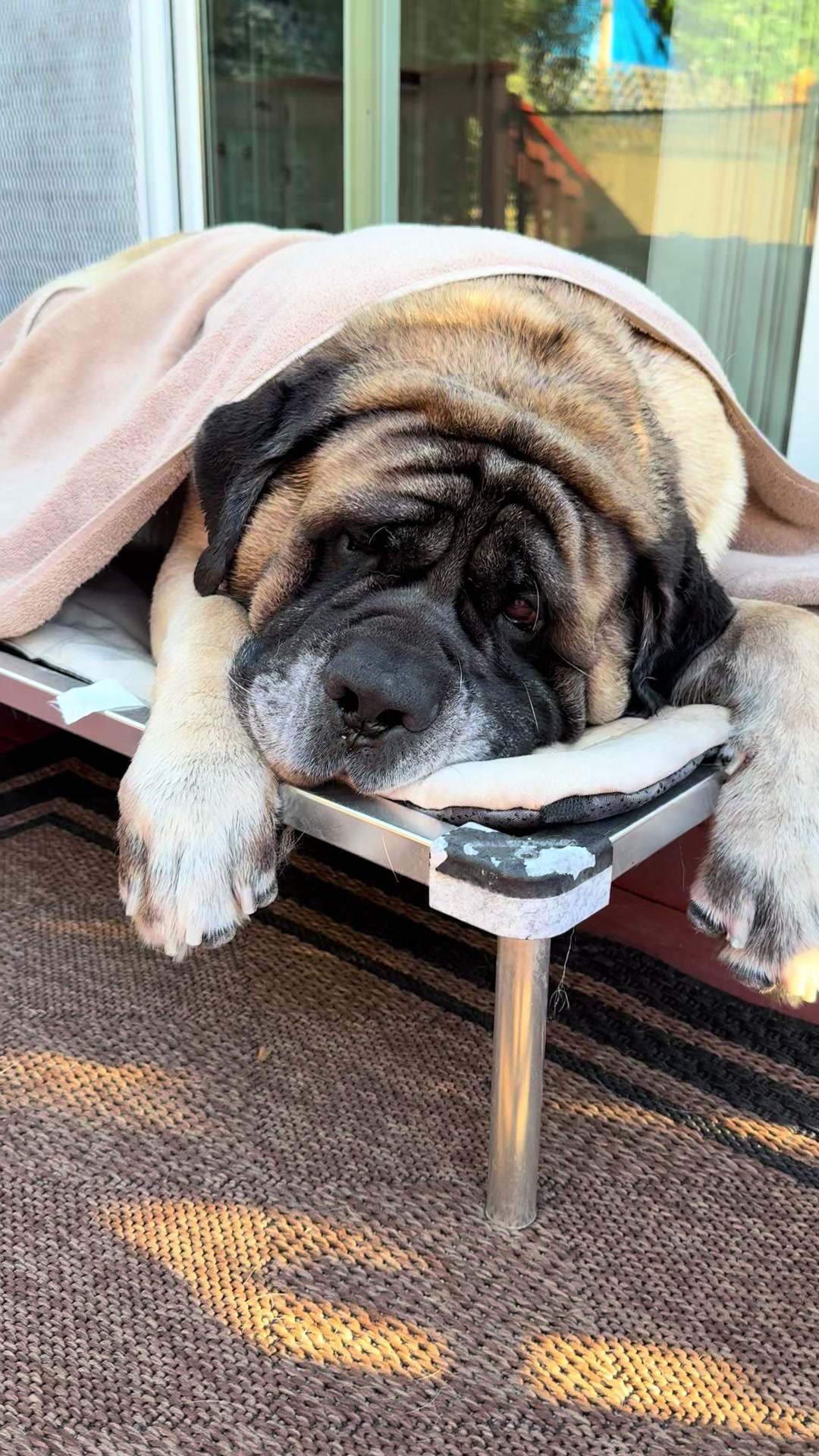 @Fronkythemastiff