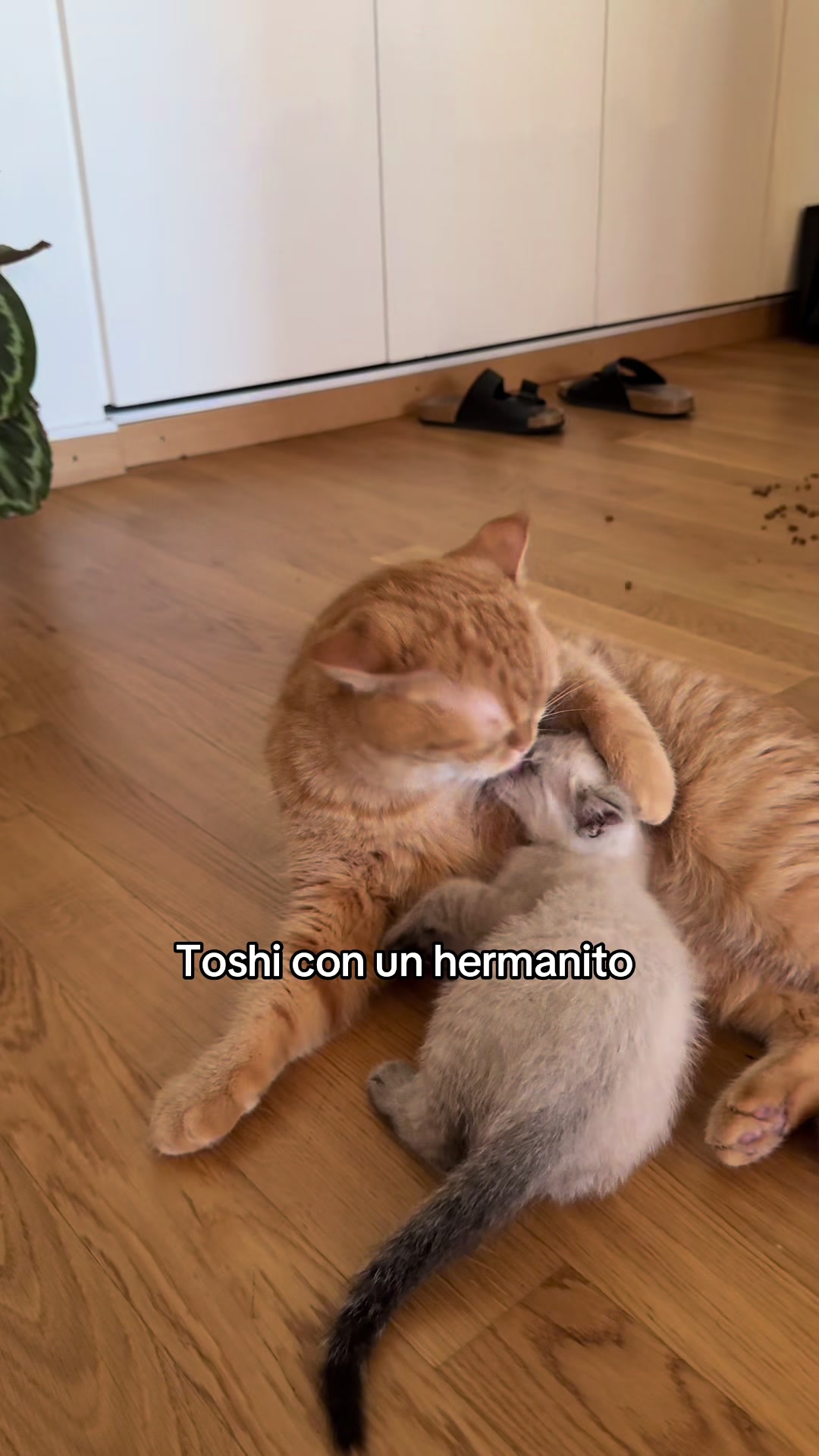 @Jesys