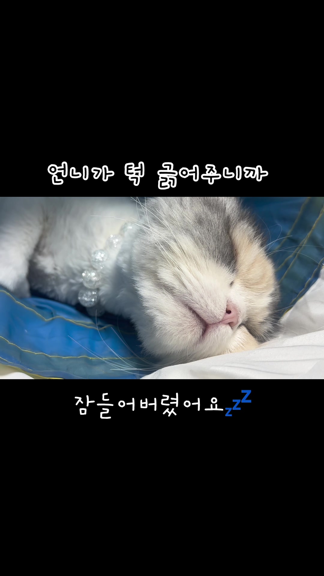 @미용실 고양이 뽀