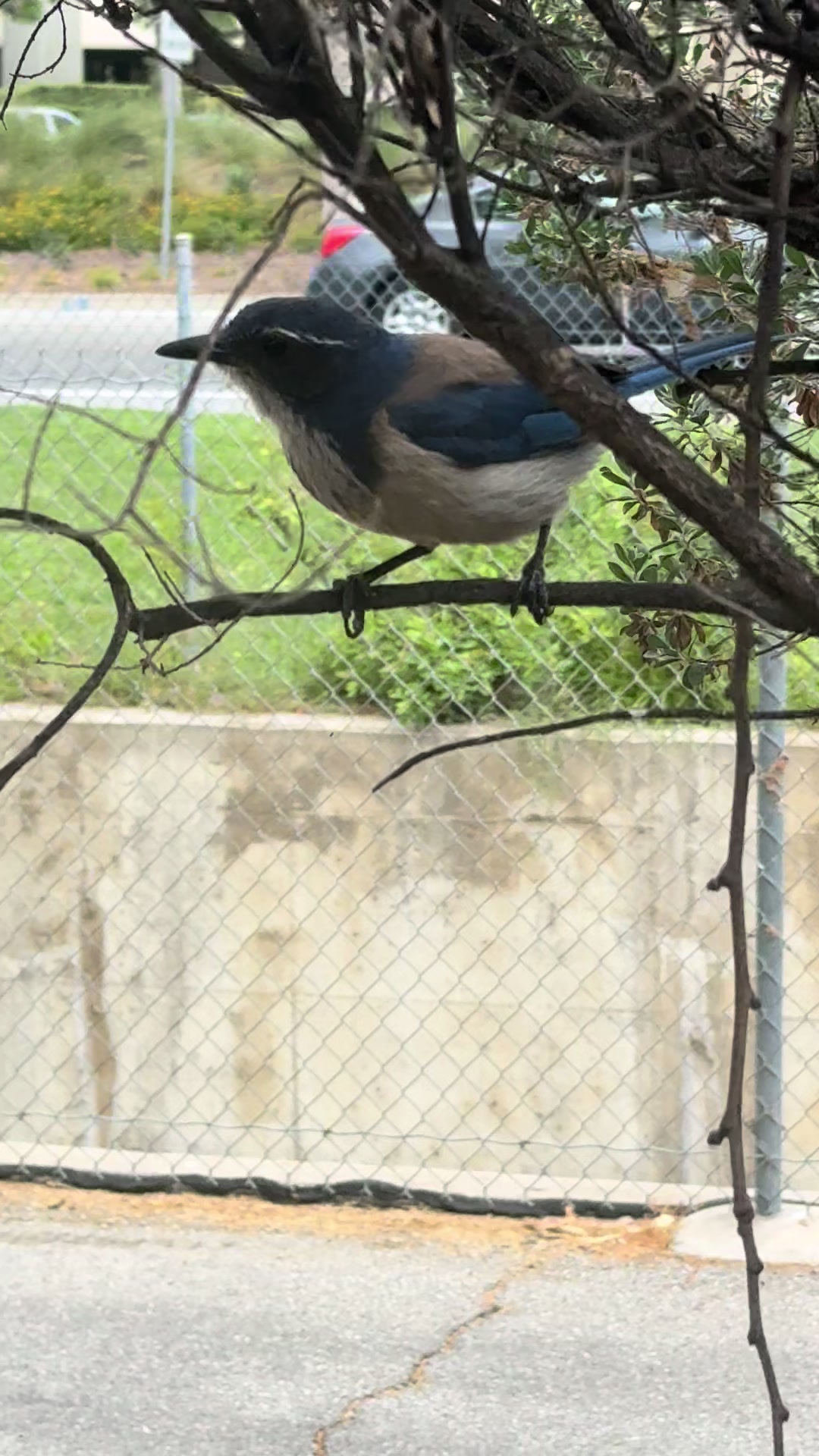 @Pupusa del parque libertad