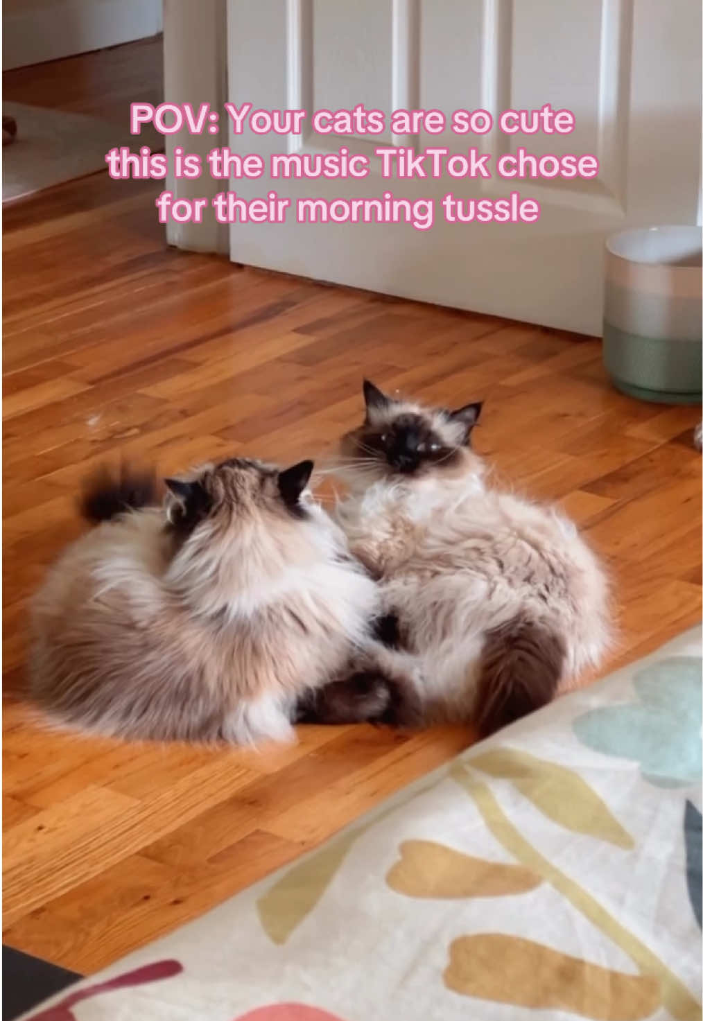 @My Cat Is People 🇨🇦