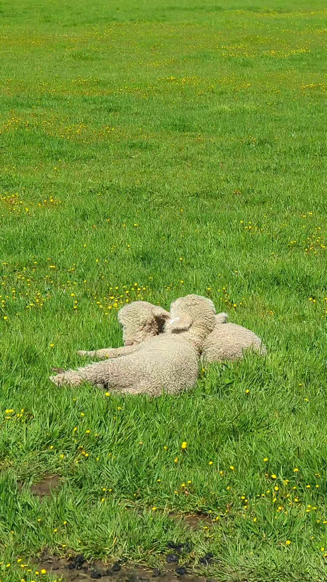 @Gardin Park Babydoll Sheep