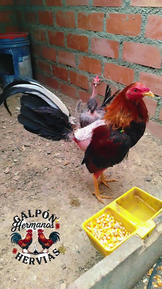 @GALLOS FINOS