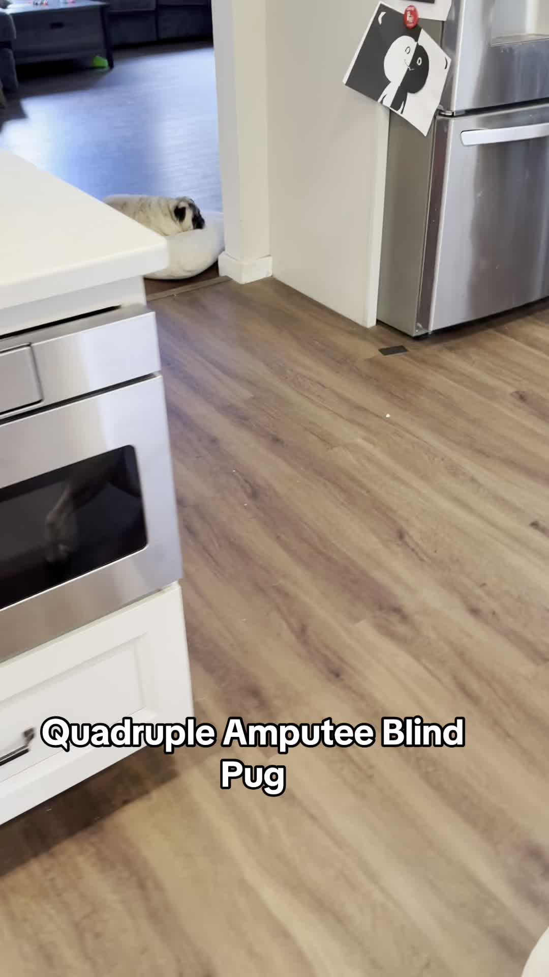 @PEARL - Quadruple-Amputee Pug