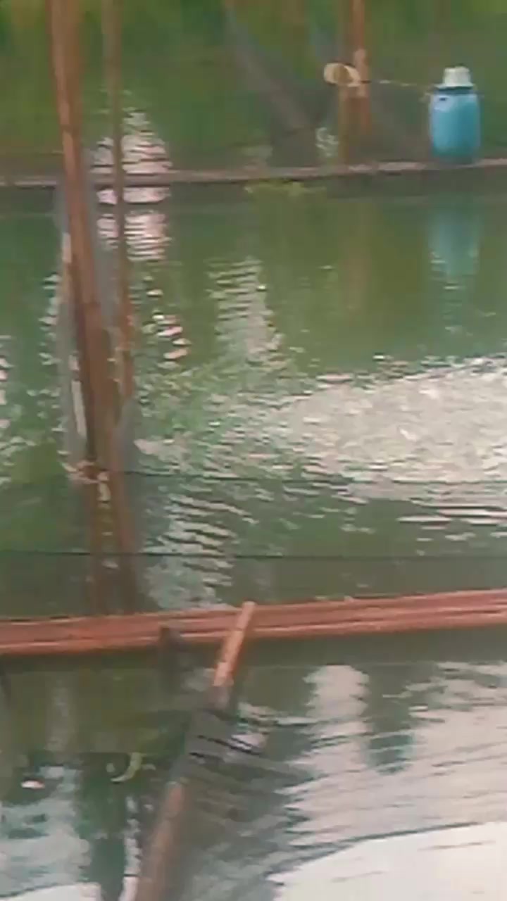 @afdhal koi farm