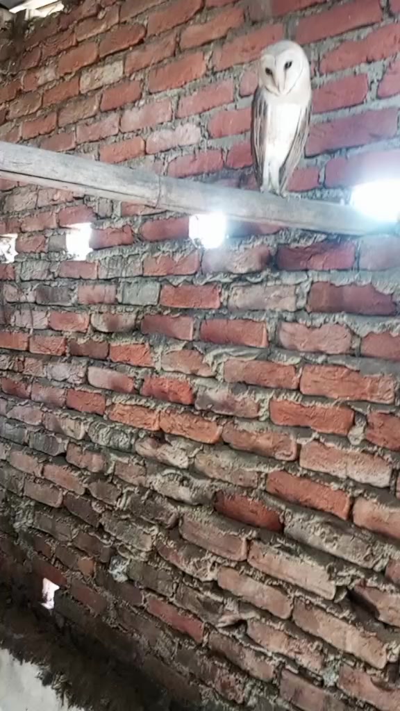 @amankumarmandal