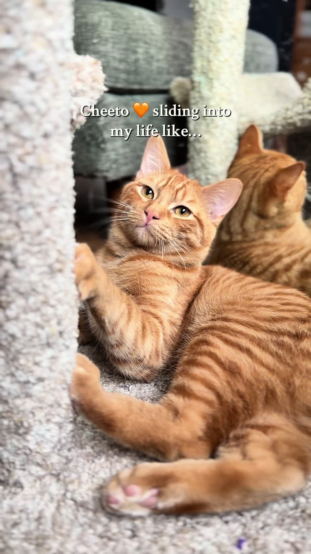 @poorbutfluffy