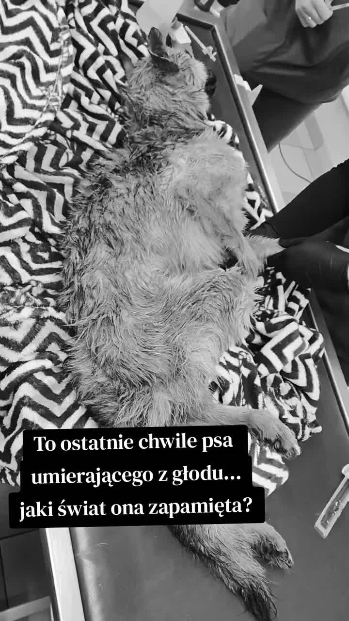 @fundacja4paws