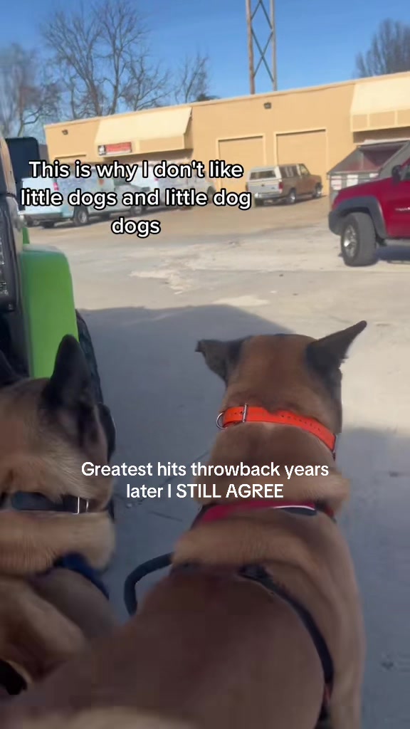 @Akita Brothers