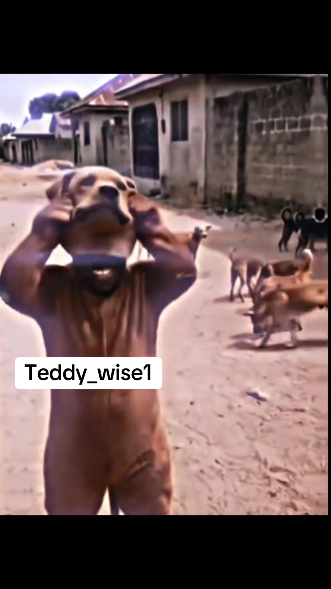 @Teddy_wise1🥰🤣