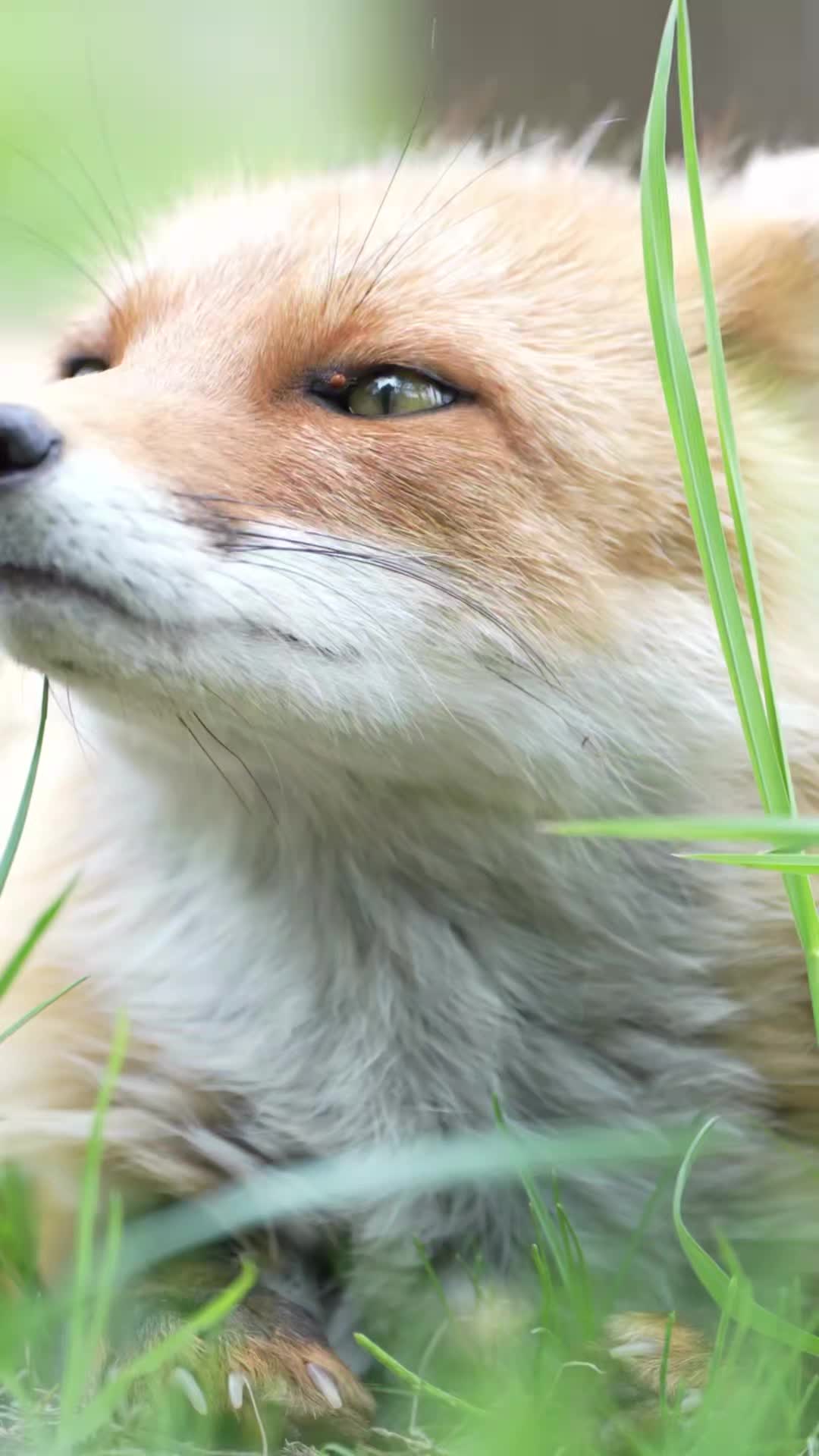 @Oldsilverfur
