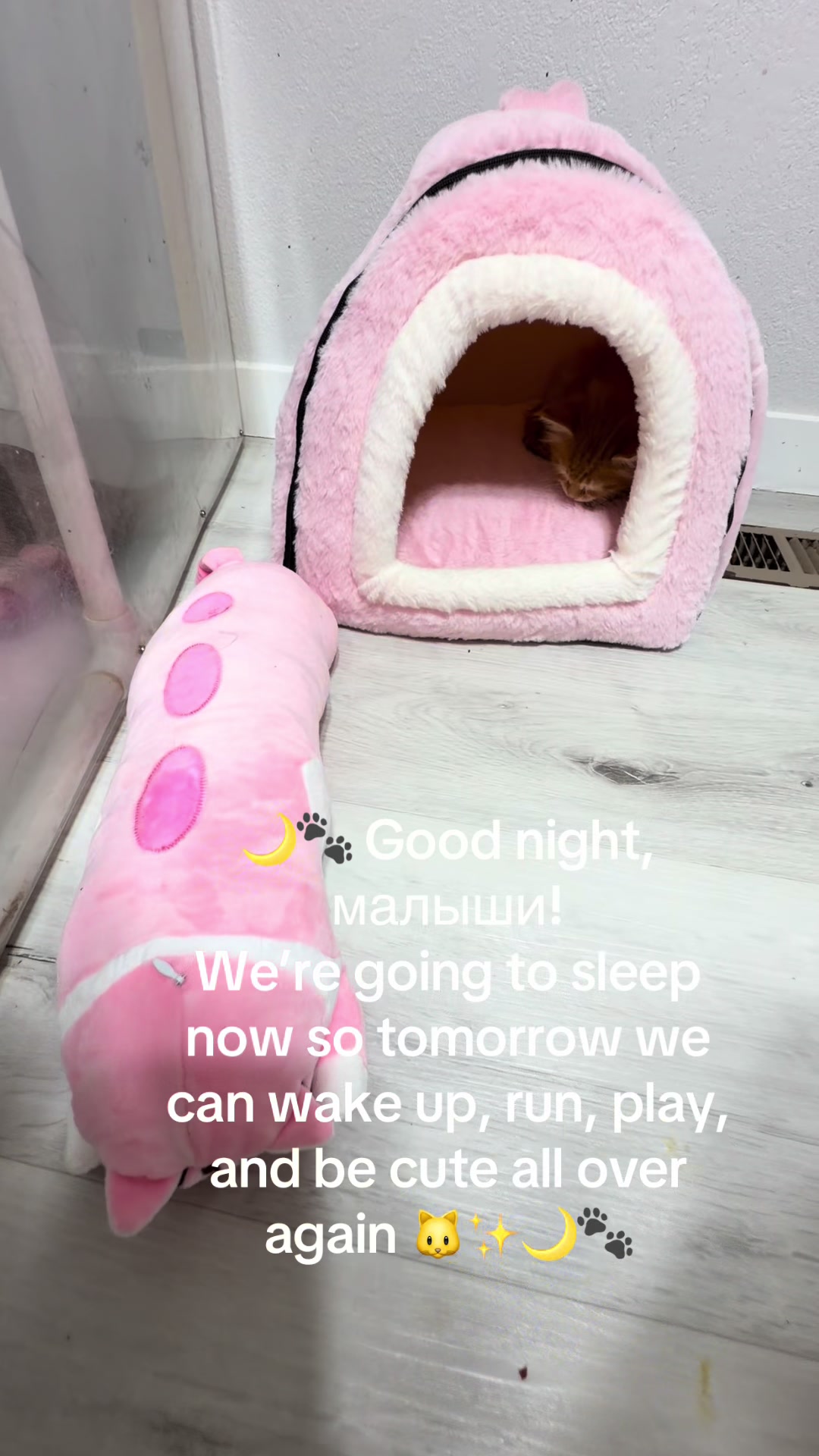 @Maine coon kittens