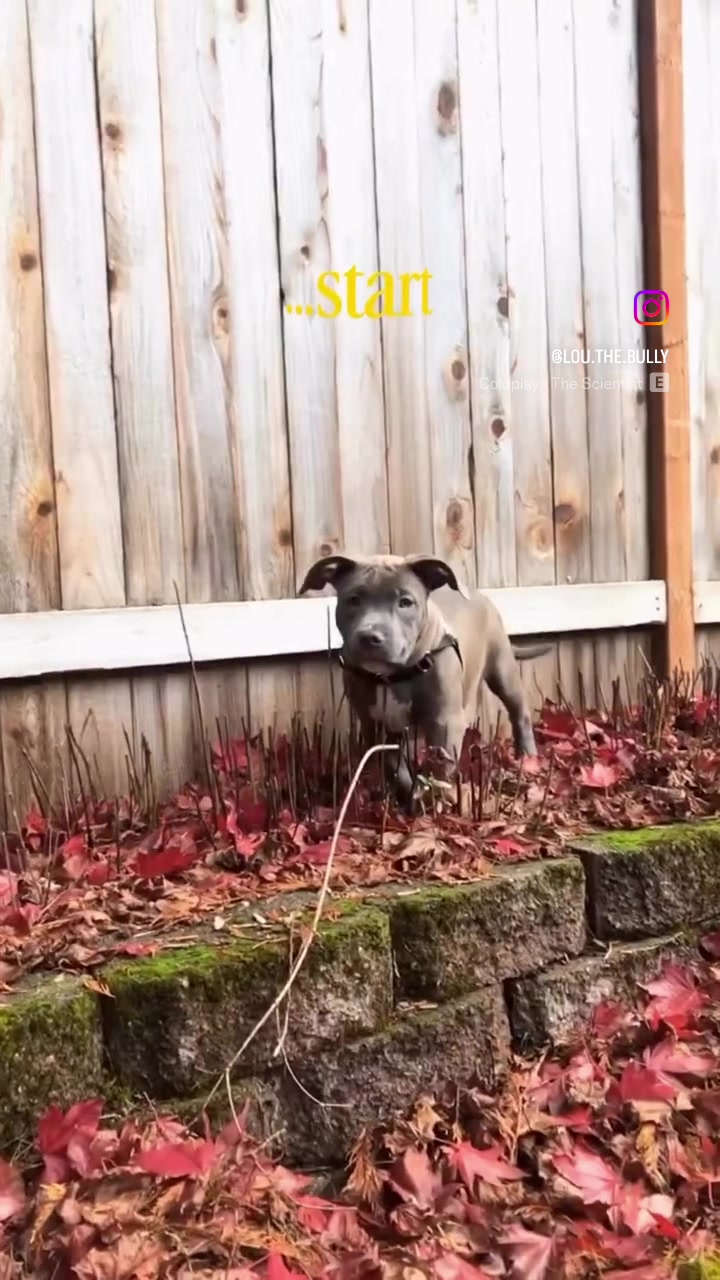 @IG: @lou.the.bully