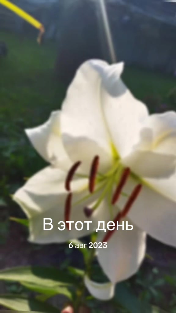 @Елена Скарбовая