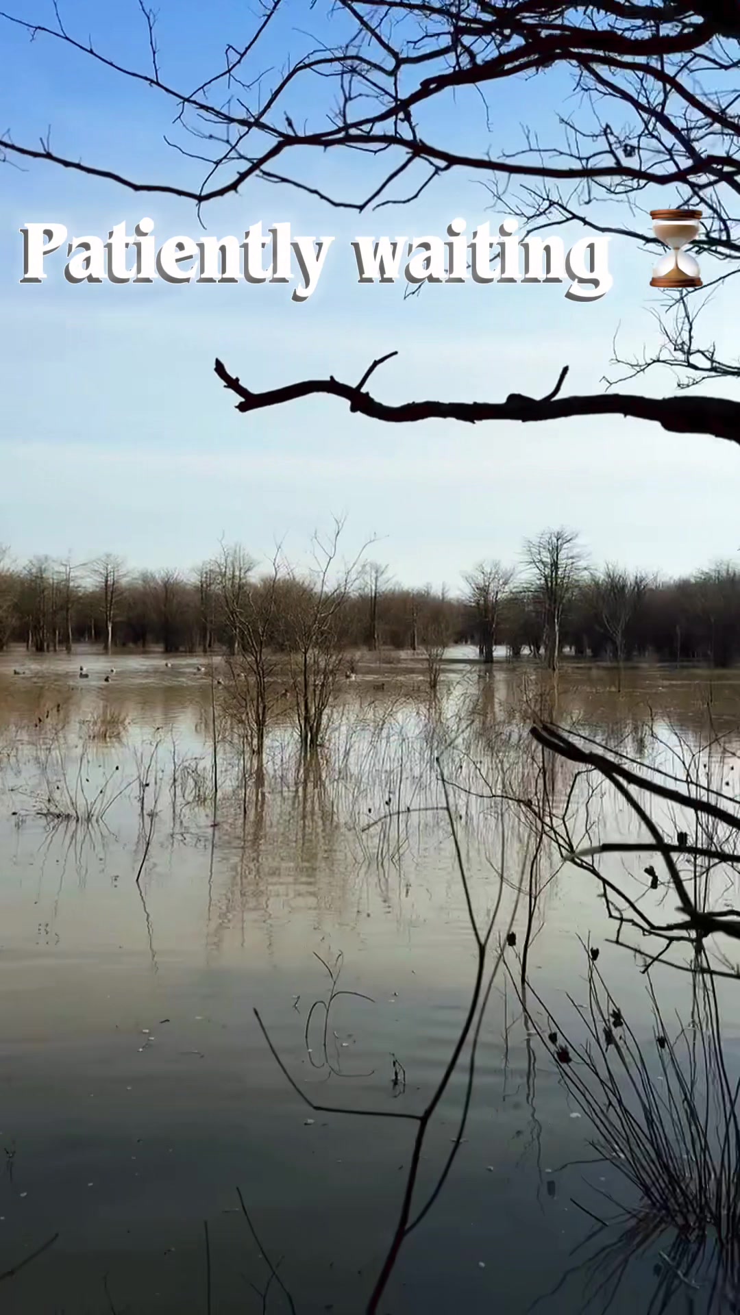@MudFlat Media Waterfowl