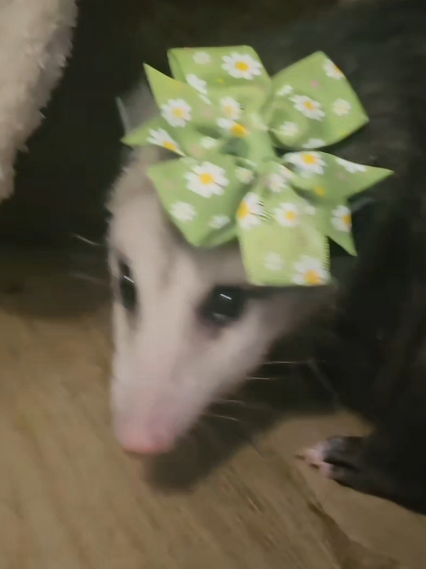 @OPOSSUM/DOG MOMMA Dea