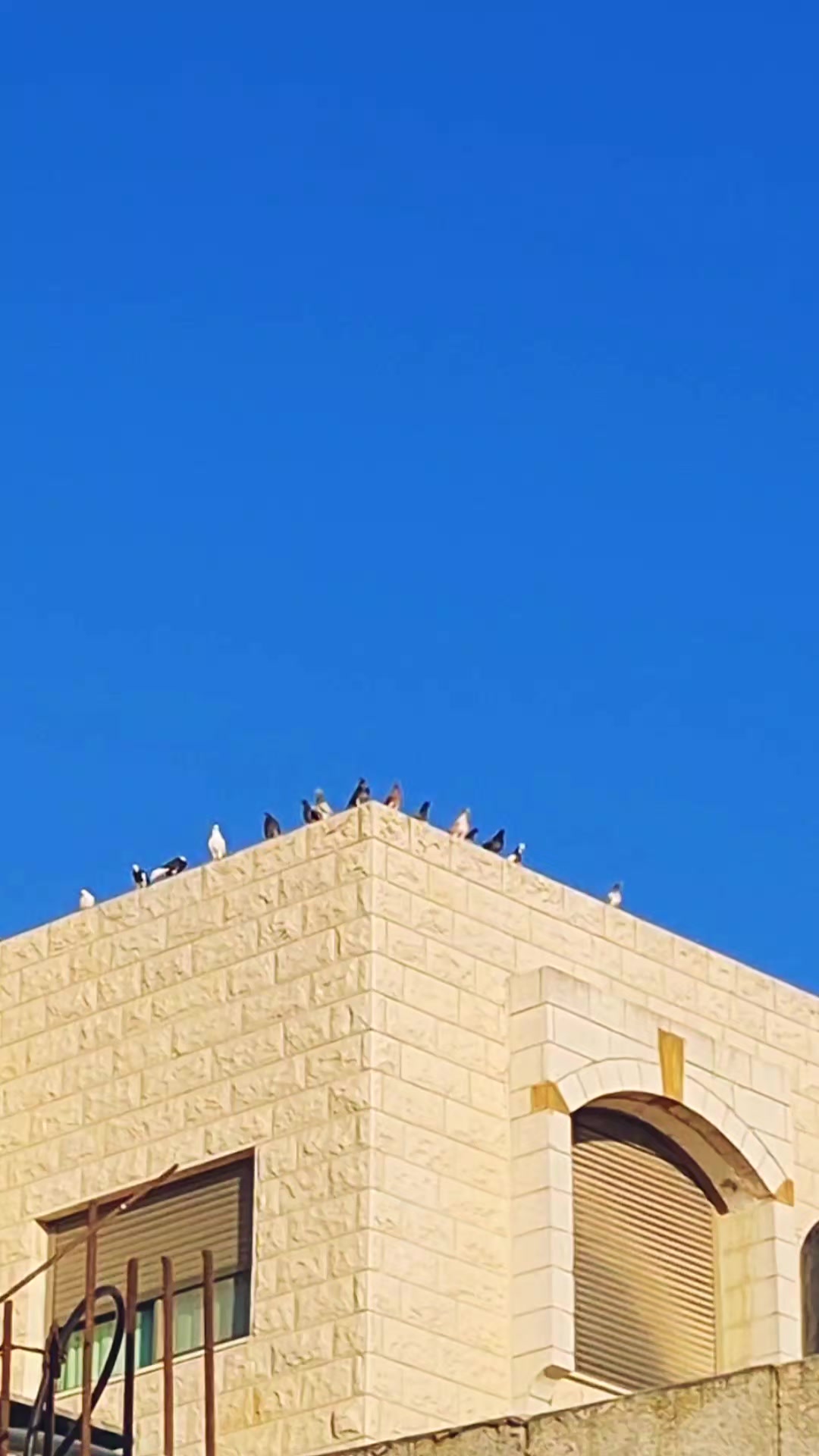 @Pigeons Tv
