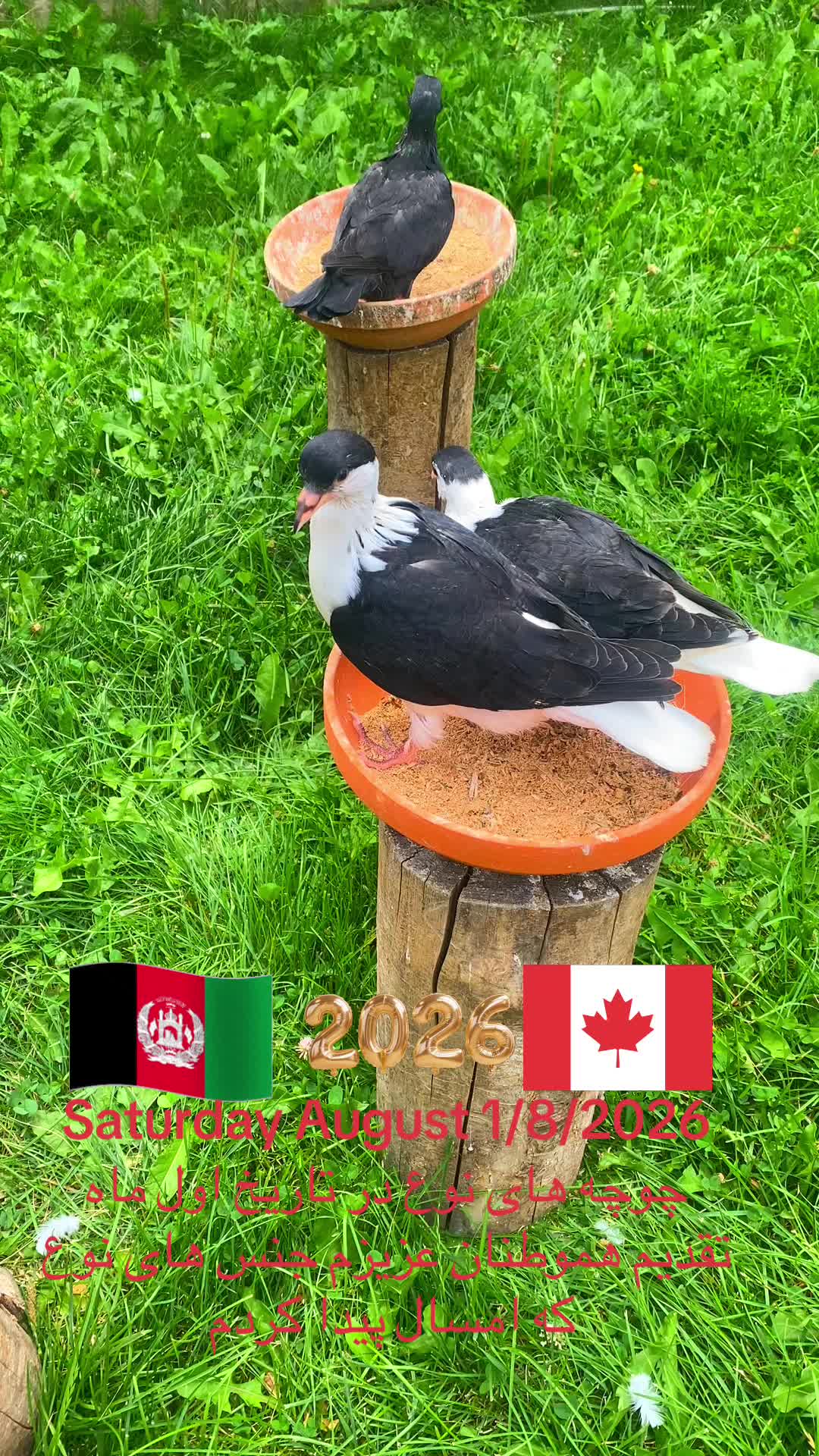 @Naweed Qiyami🇨🇦🇦🇫