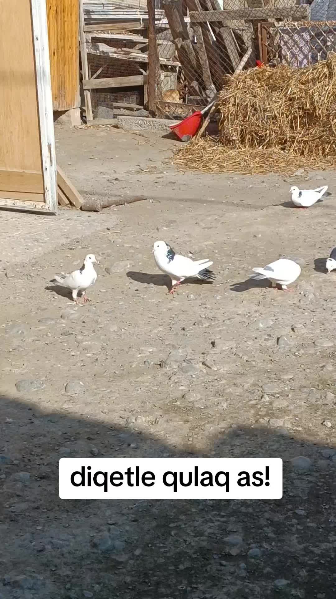@Resul_osanli020