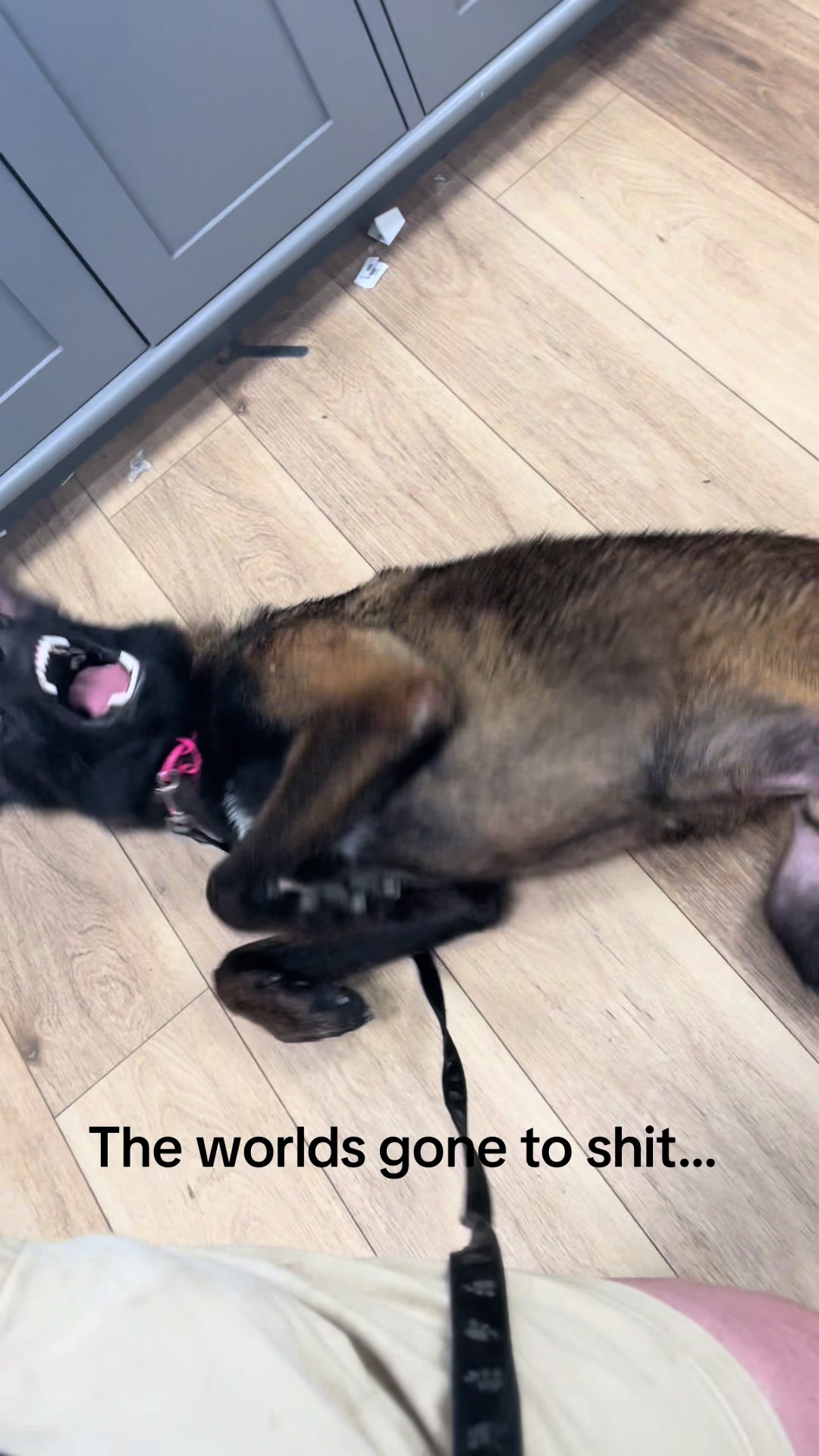 @the_crazy_k9_crew