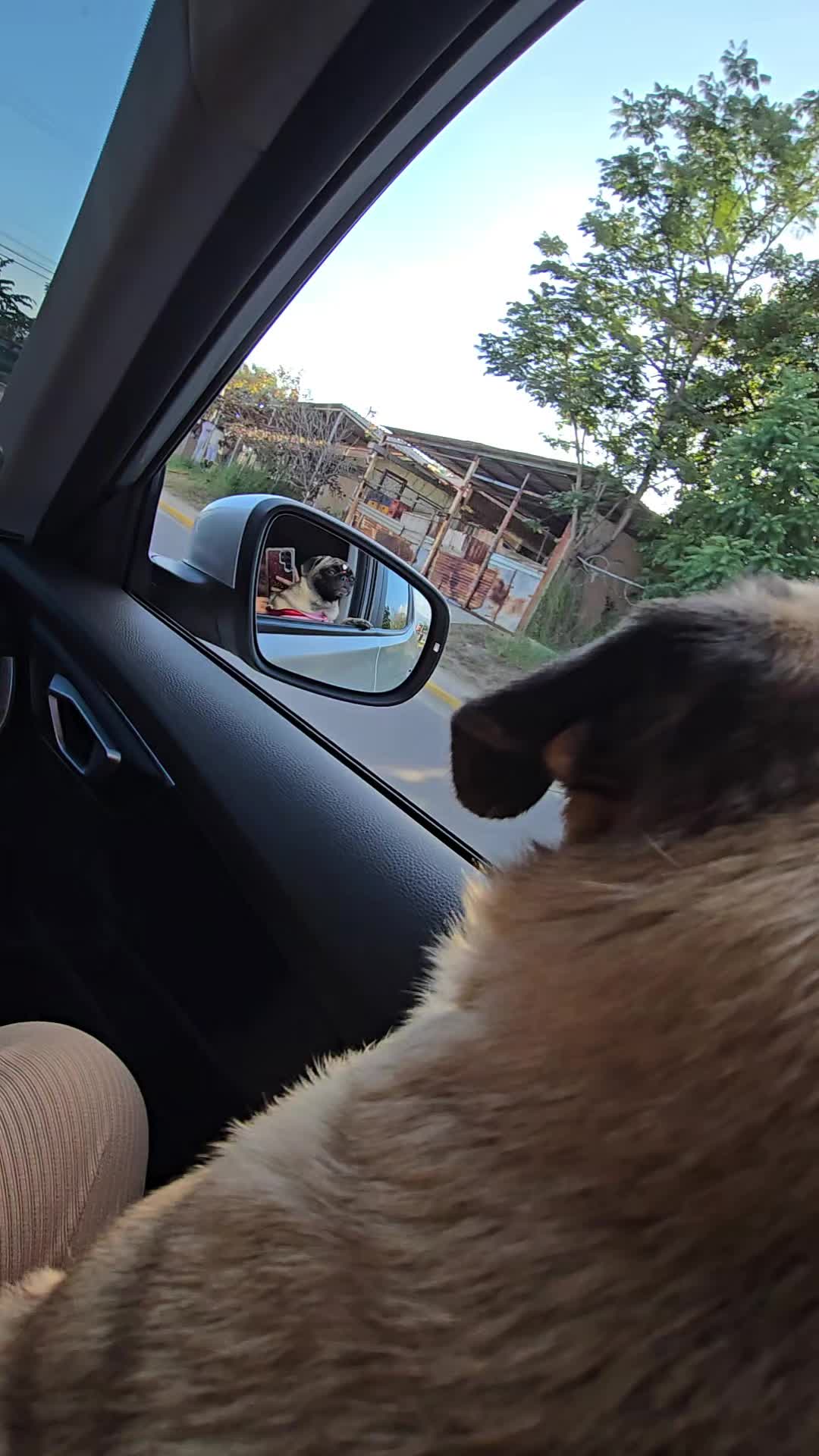 @Lizzylapug🐶🌸