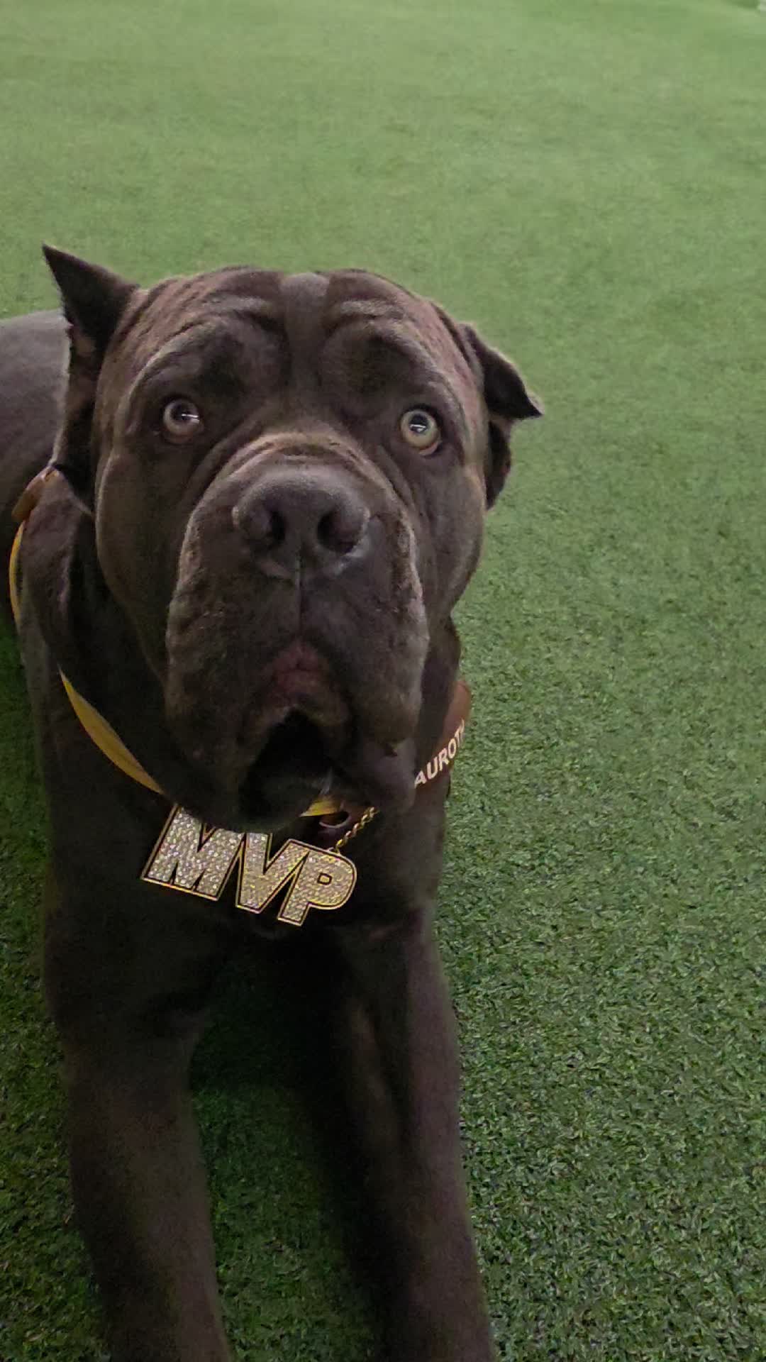 @Charlee The Cane Corso