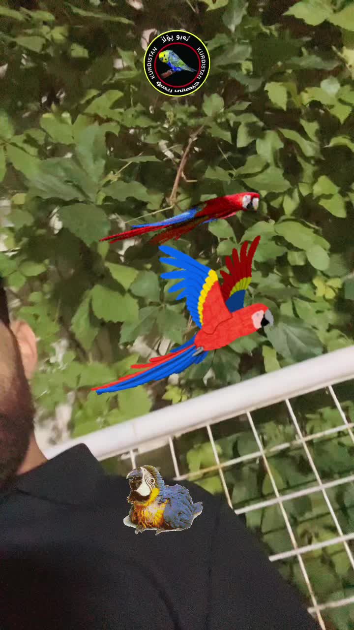 @أبو پؤلا