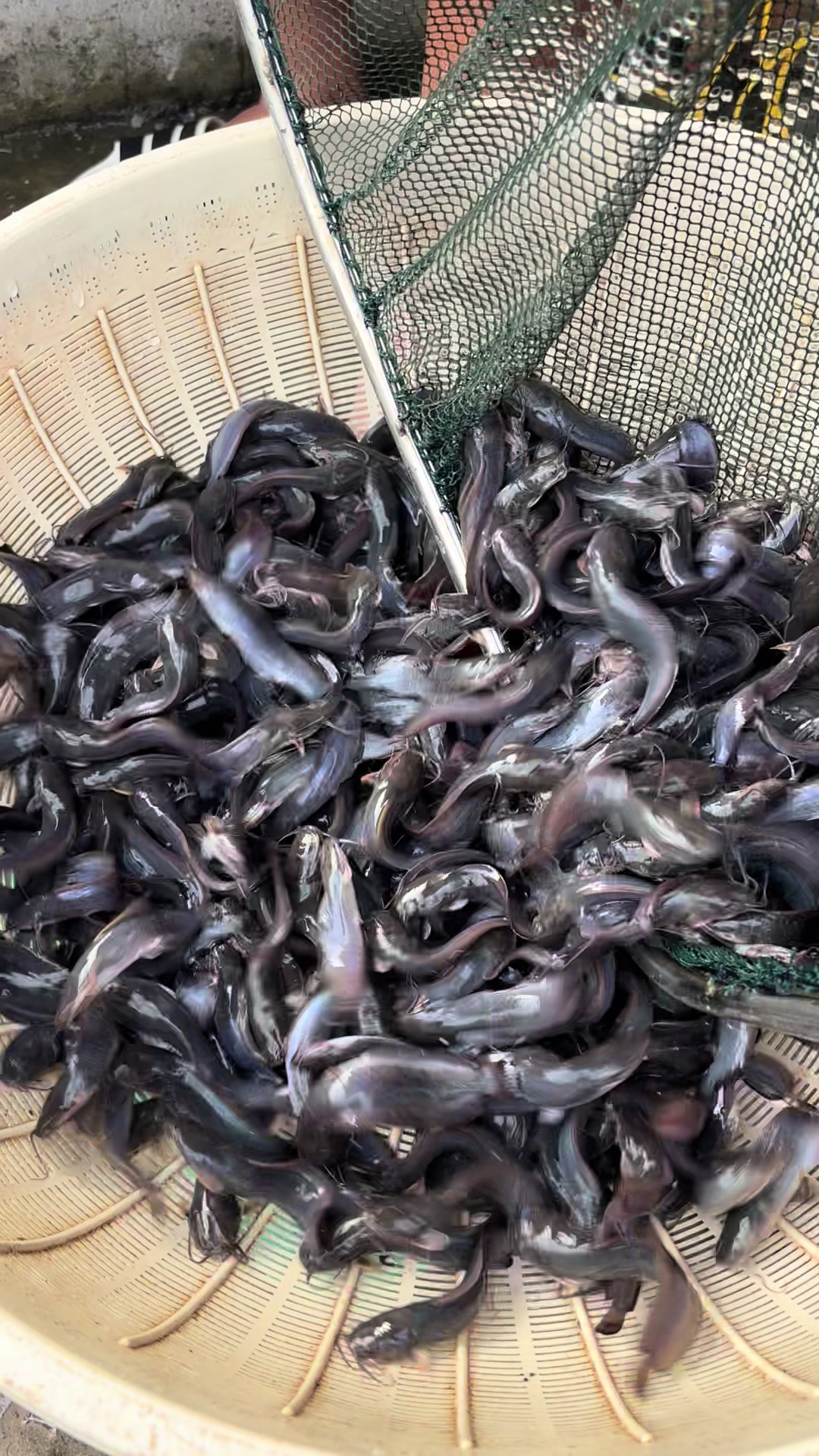 @Trại Cá Giống Quang Lâm