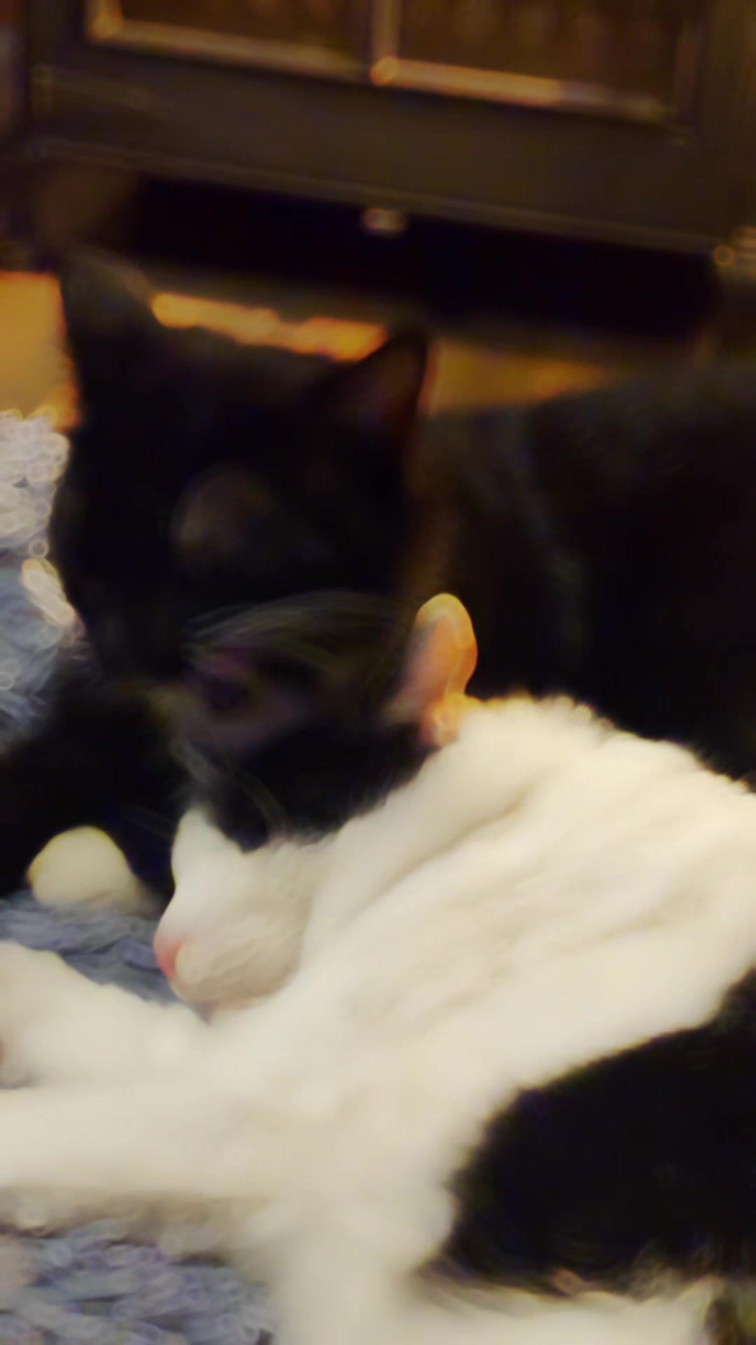 @koci świat 🐈⬛🐈⬛🐈⬛