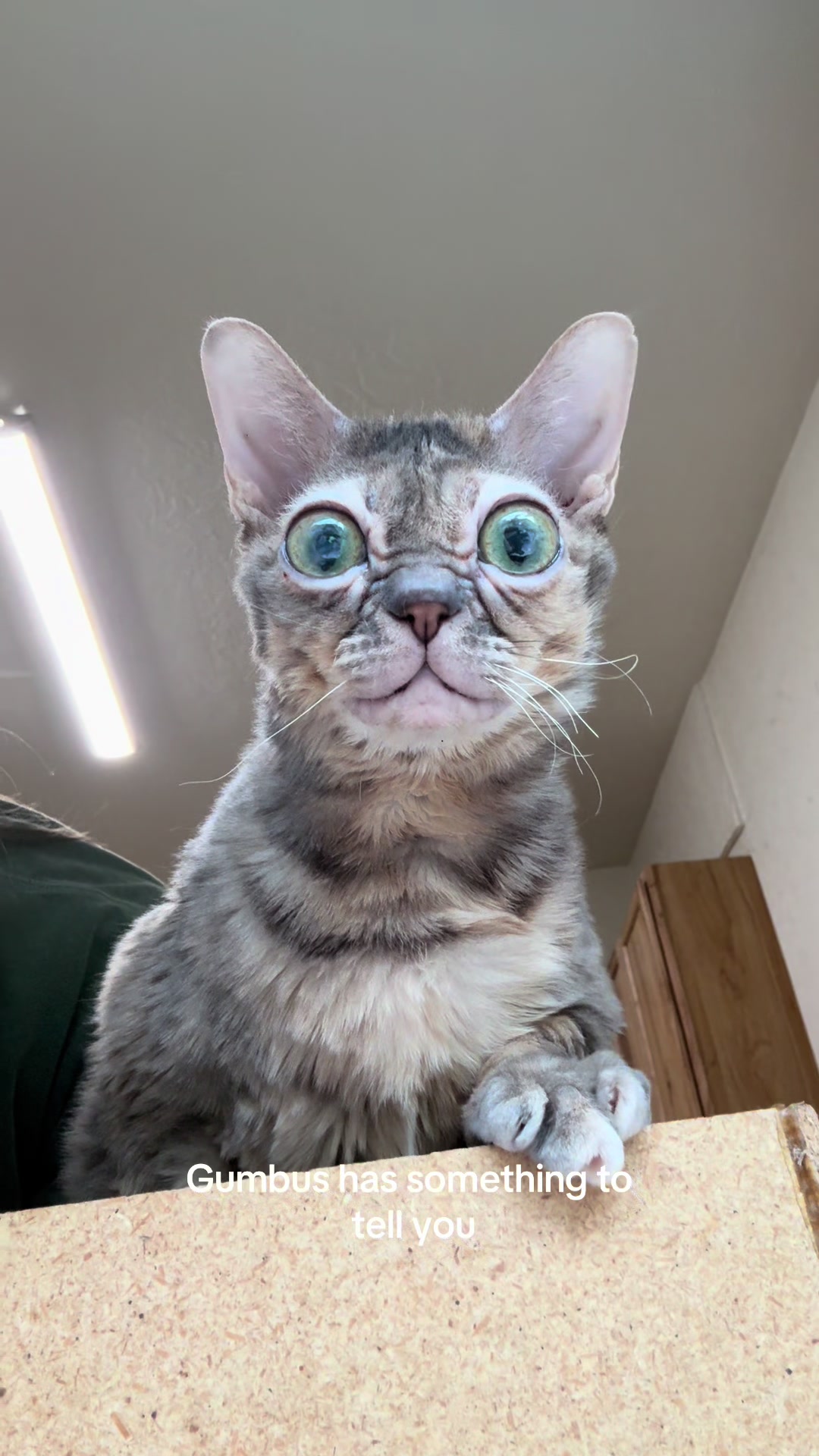 @Gumbus