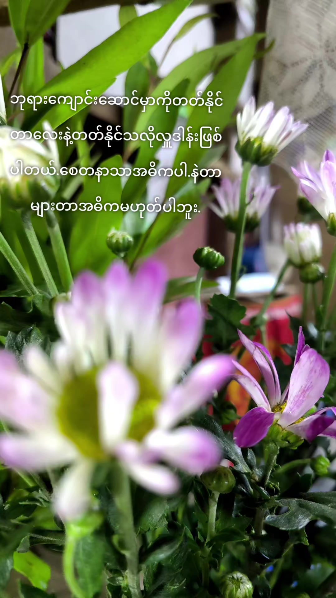 @💗HSU MYAT.MM.💖
