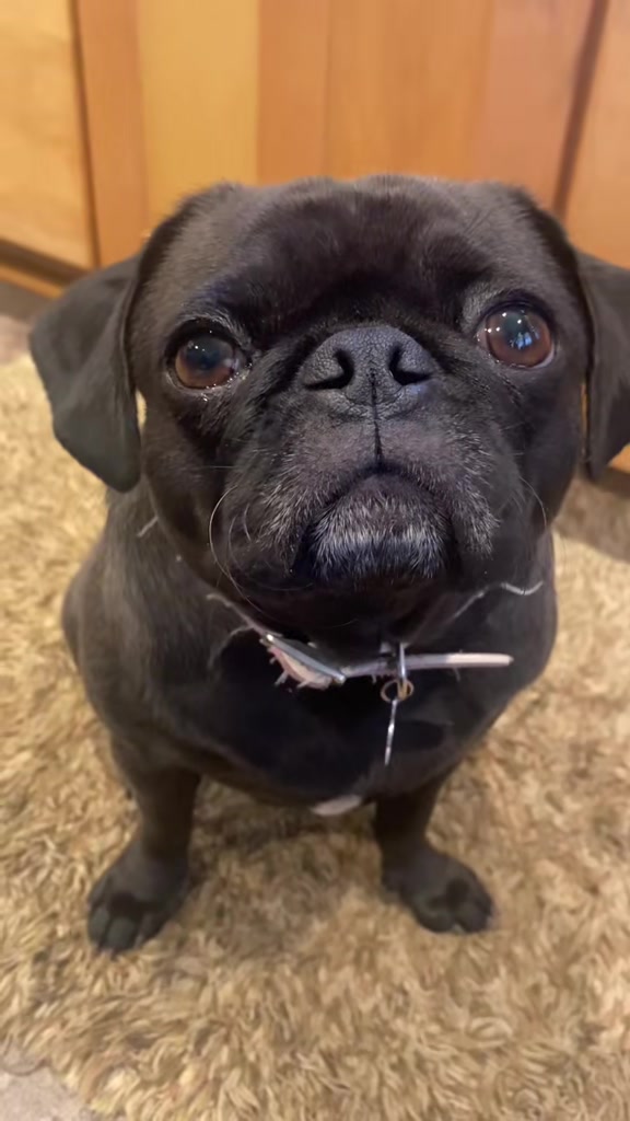 @Pugaddict