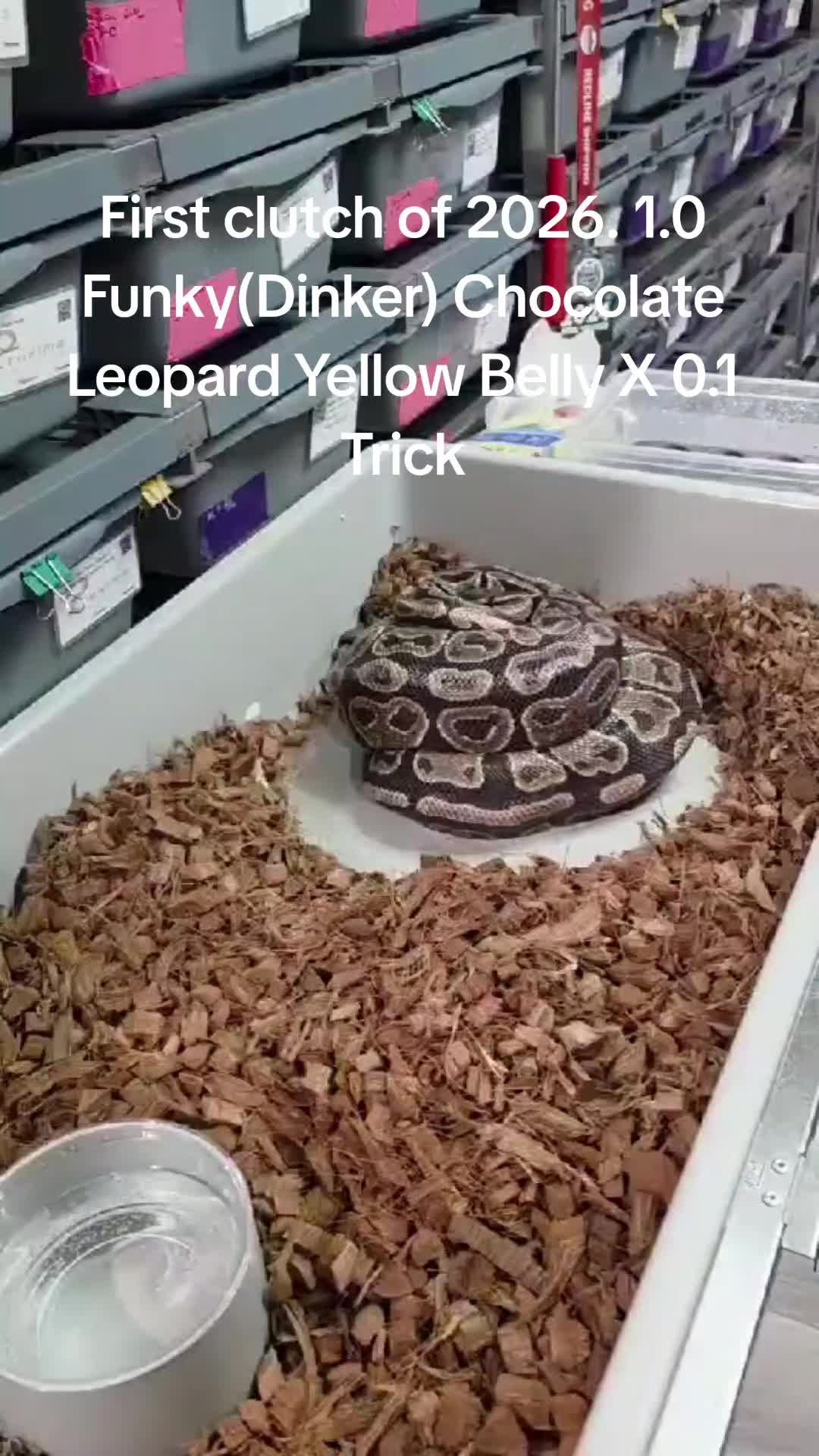 @Proxima Reptilis