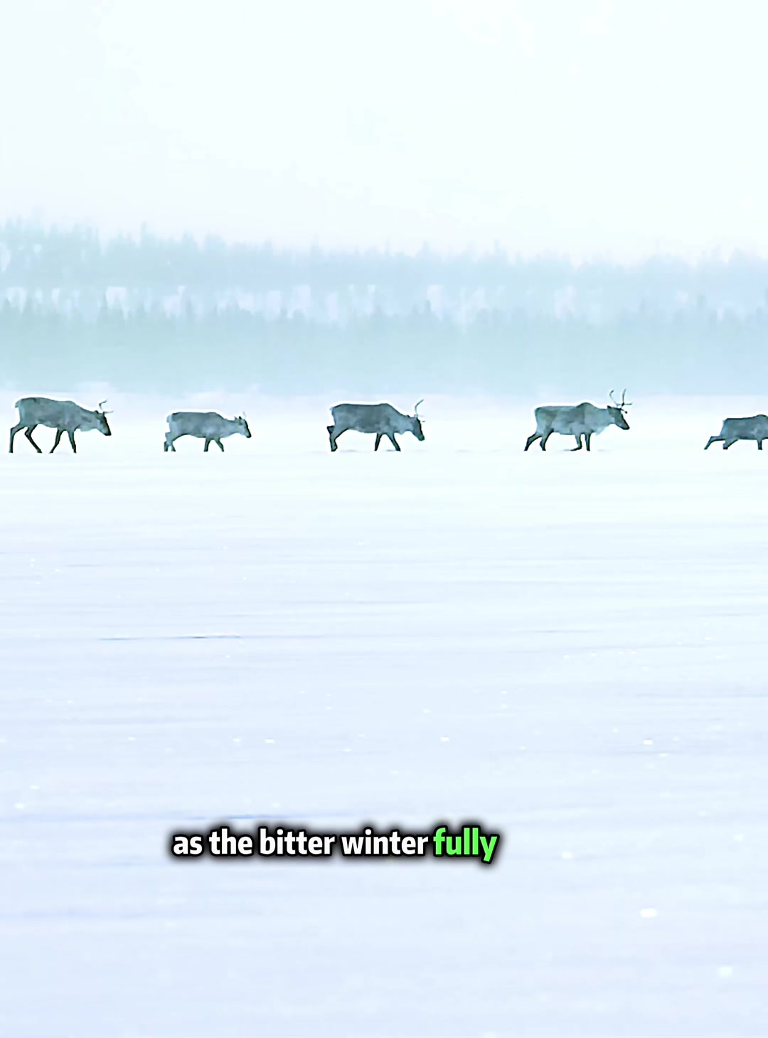 @look animals