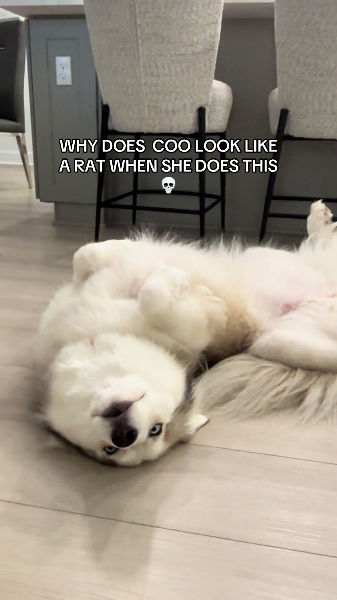 @lifewith2huskies