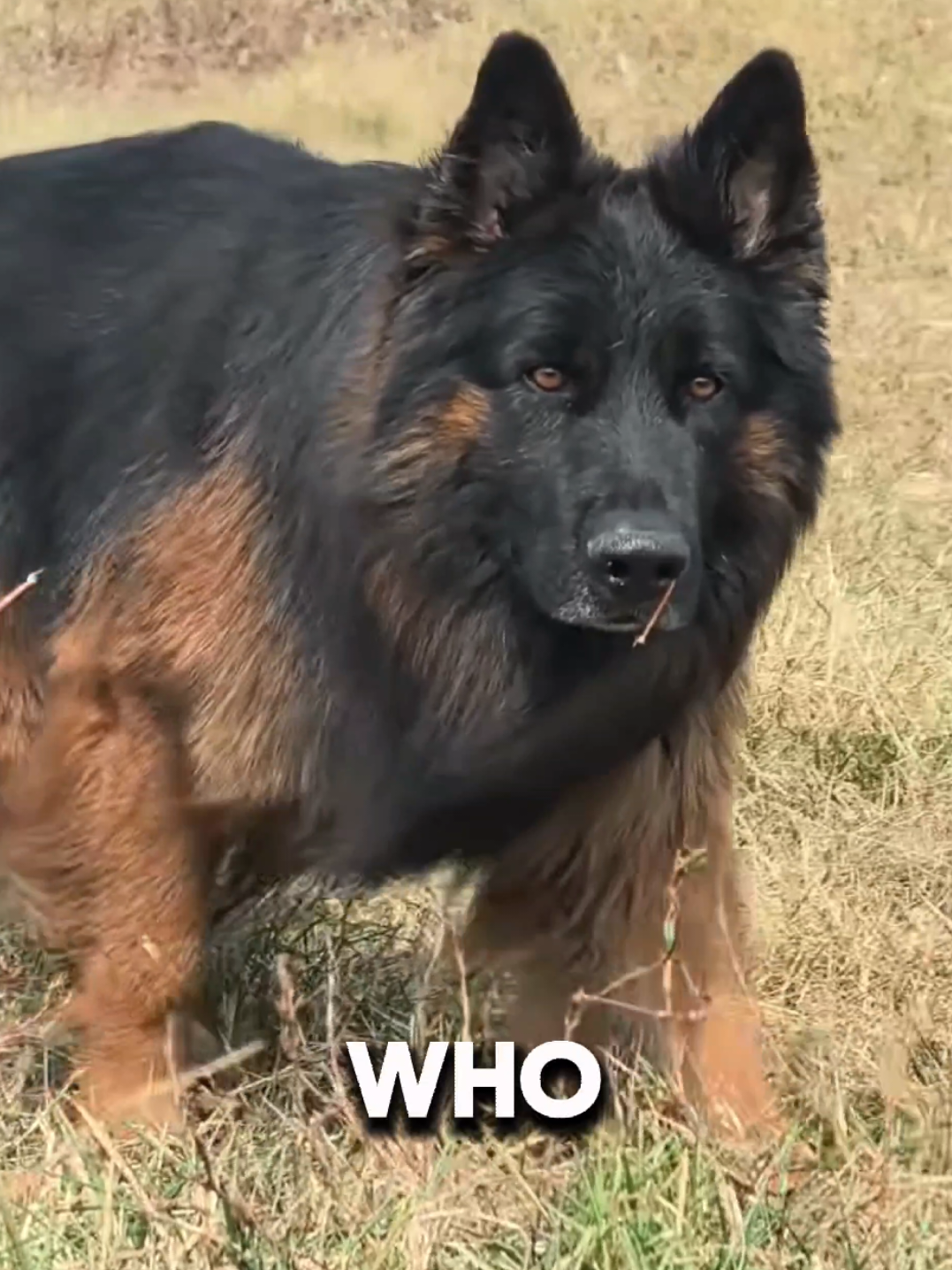 @Dog Breed World