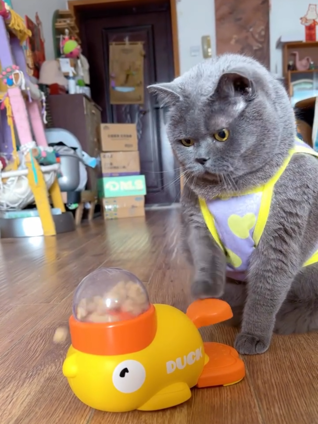 @Chonky World Of Cats