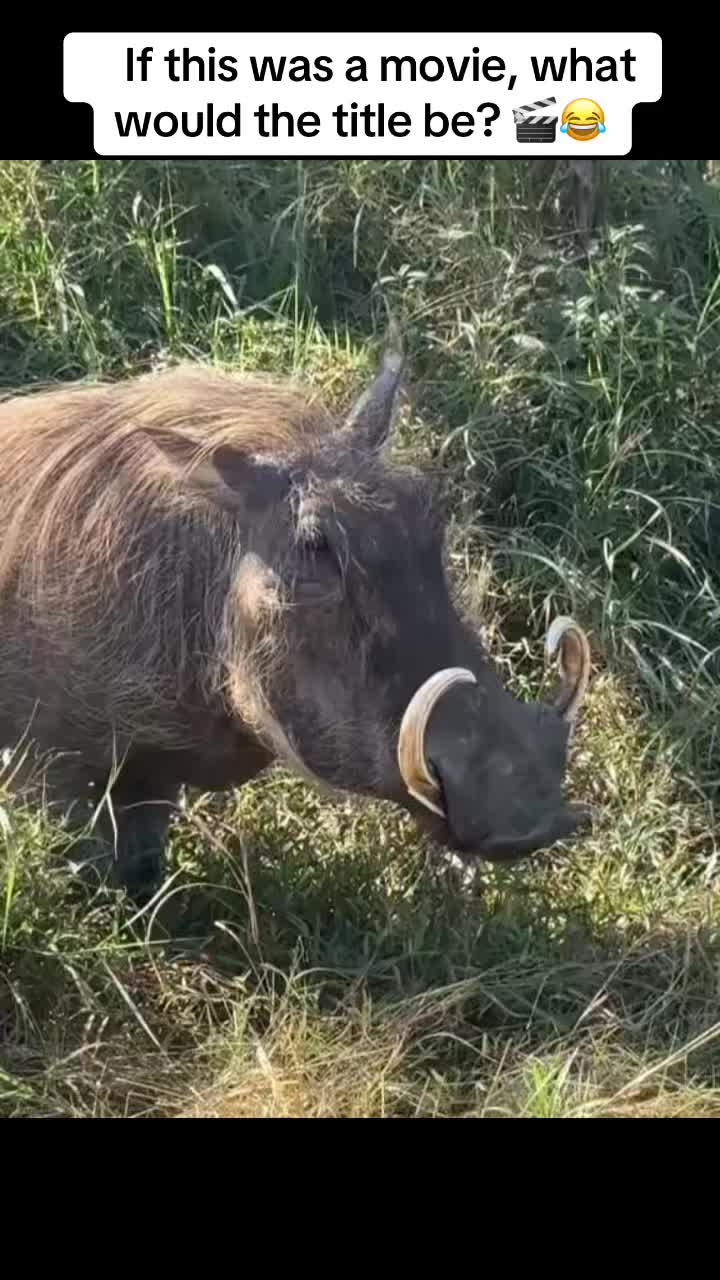 @Warthog