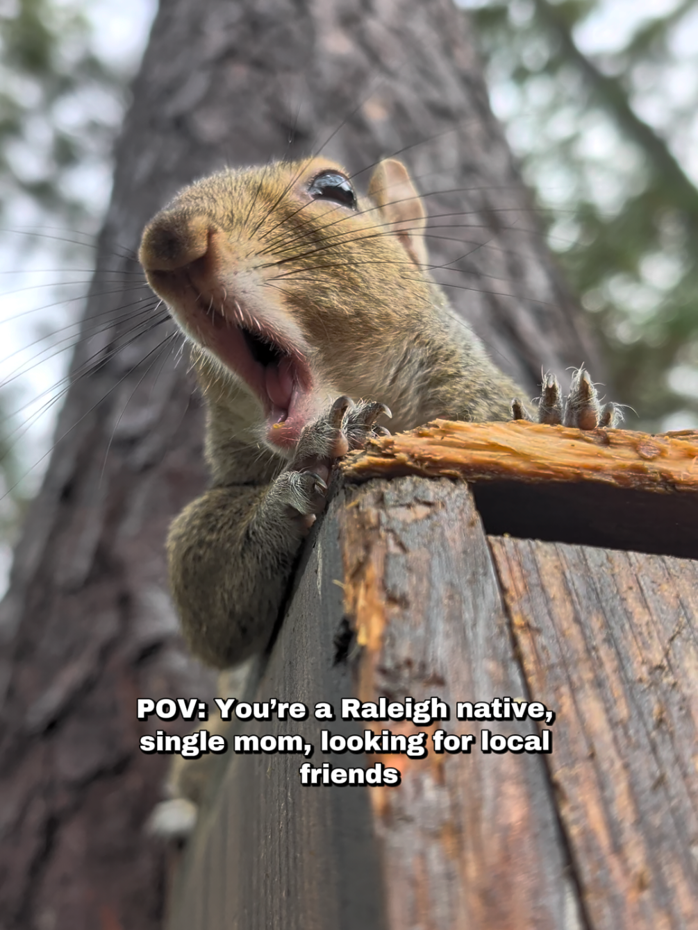 @Miss Bonnie McSquirrely