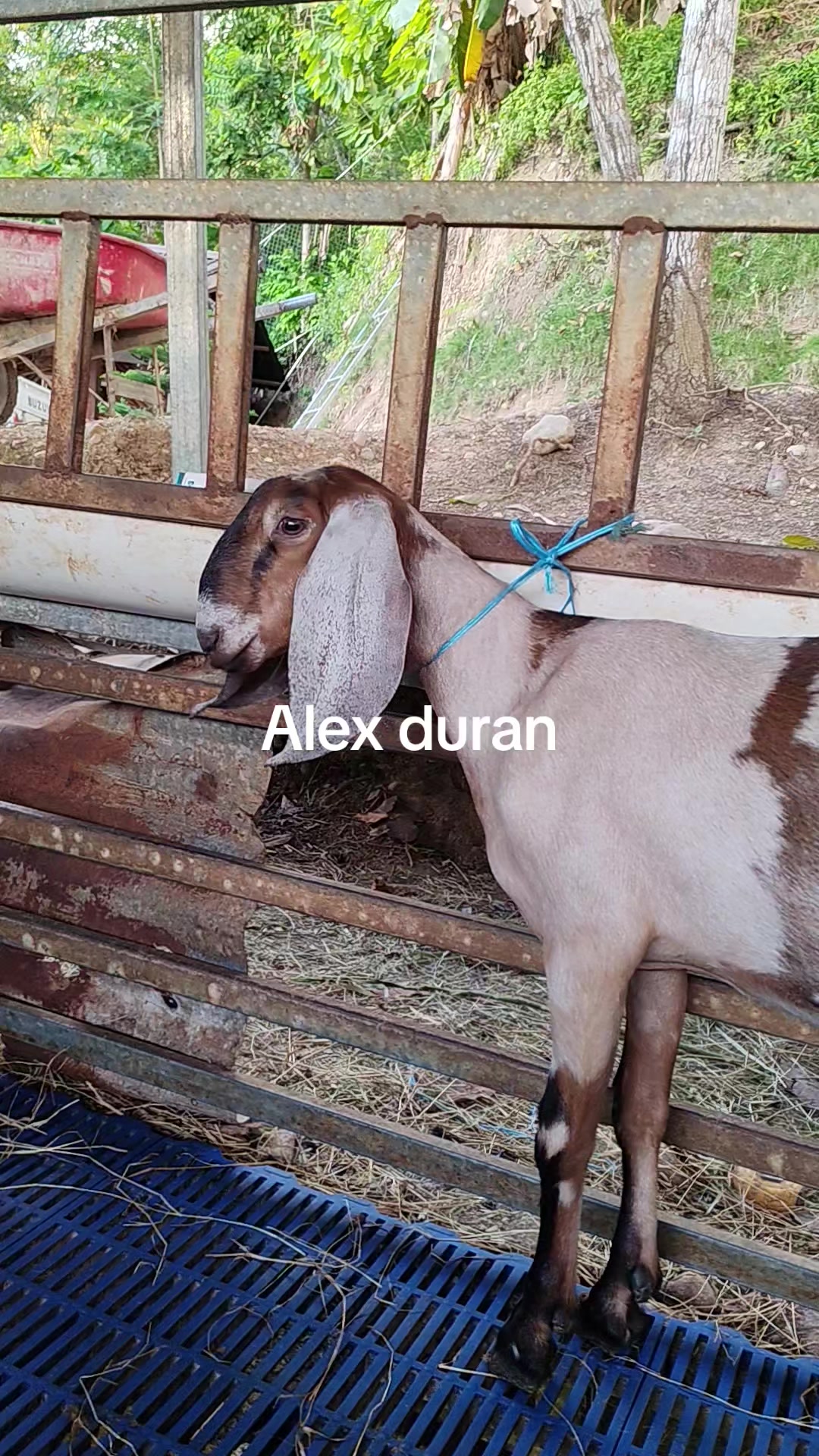 @alexduran7558