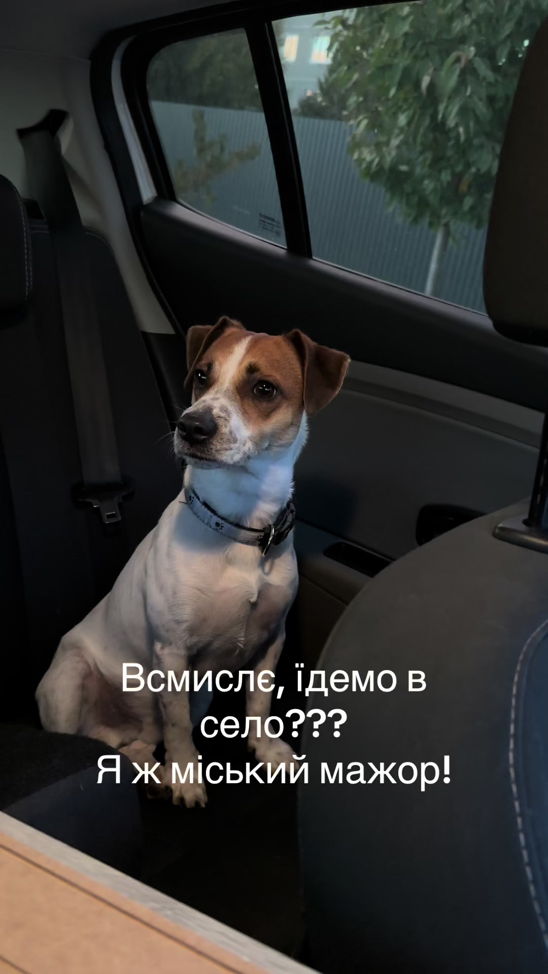 @люблю свою кожану🐶