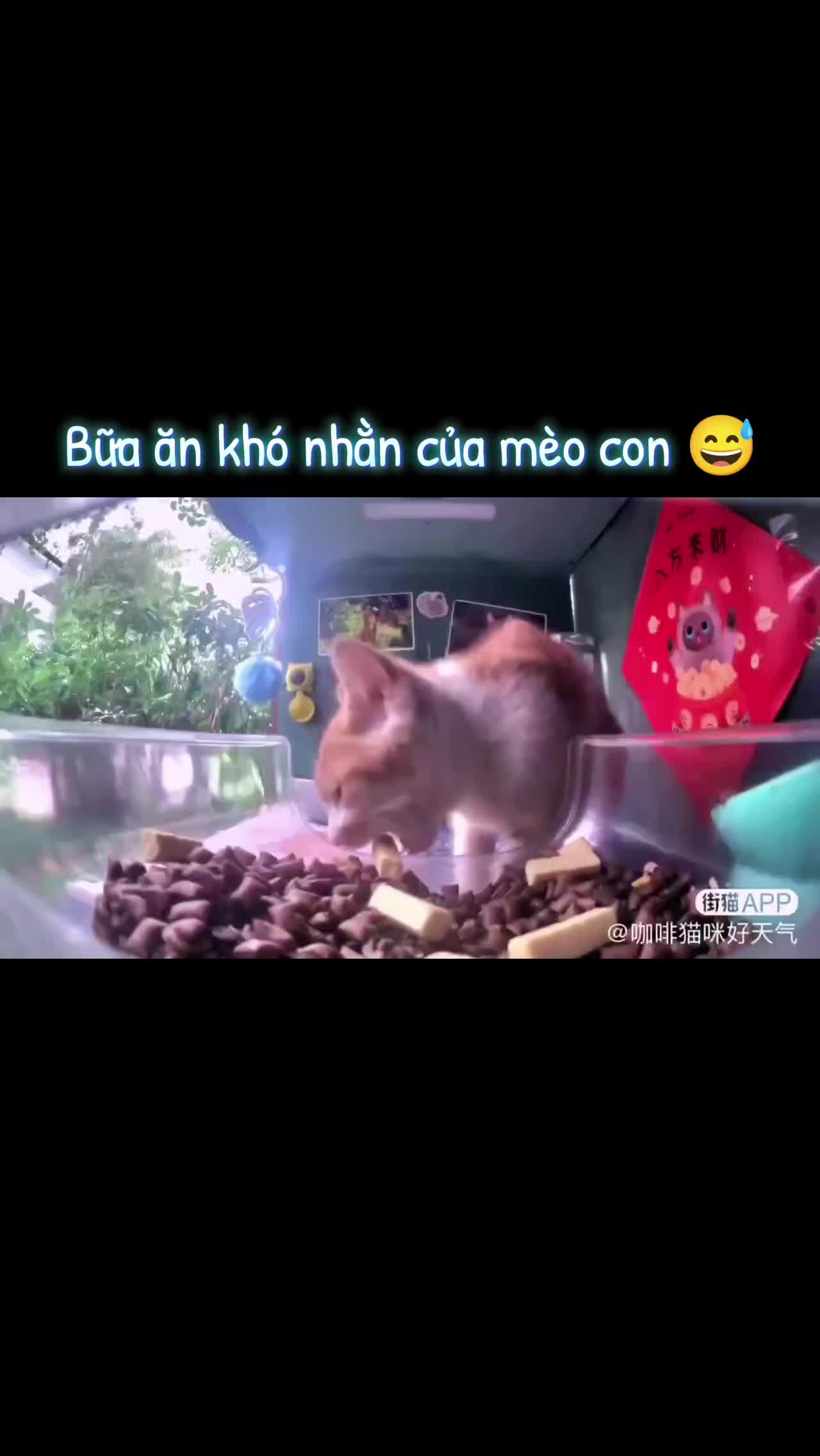 @Meo Meo 😋