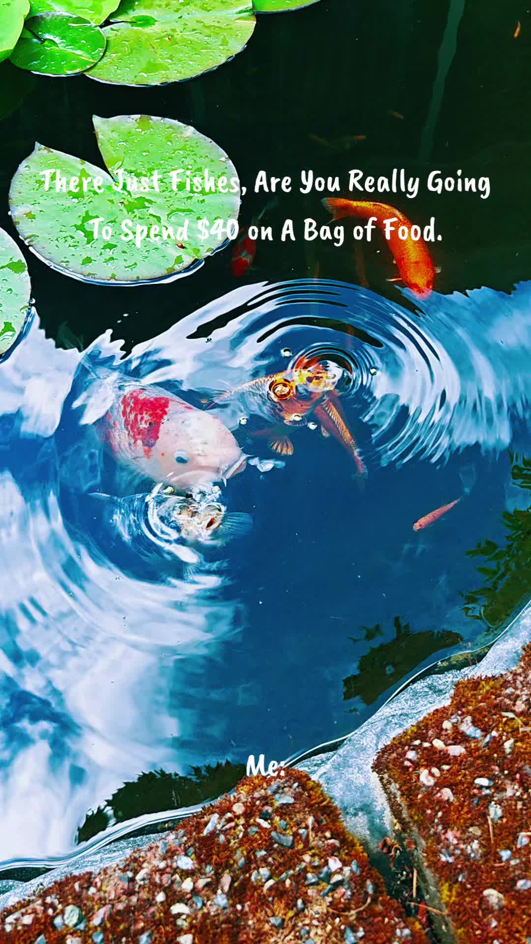 @𝕲𝖔𝖔𝖘𝖊