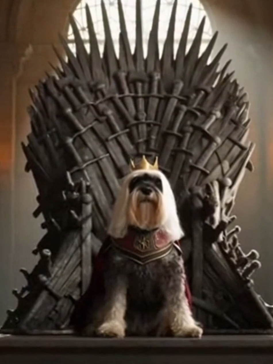 @Schnauzer Intelligence