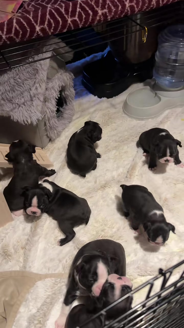 @Boston terrier puppies