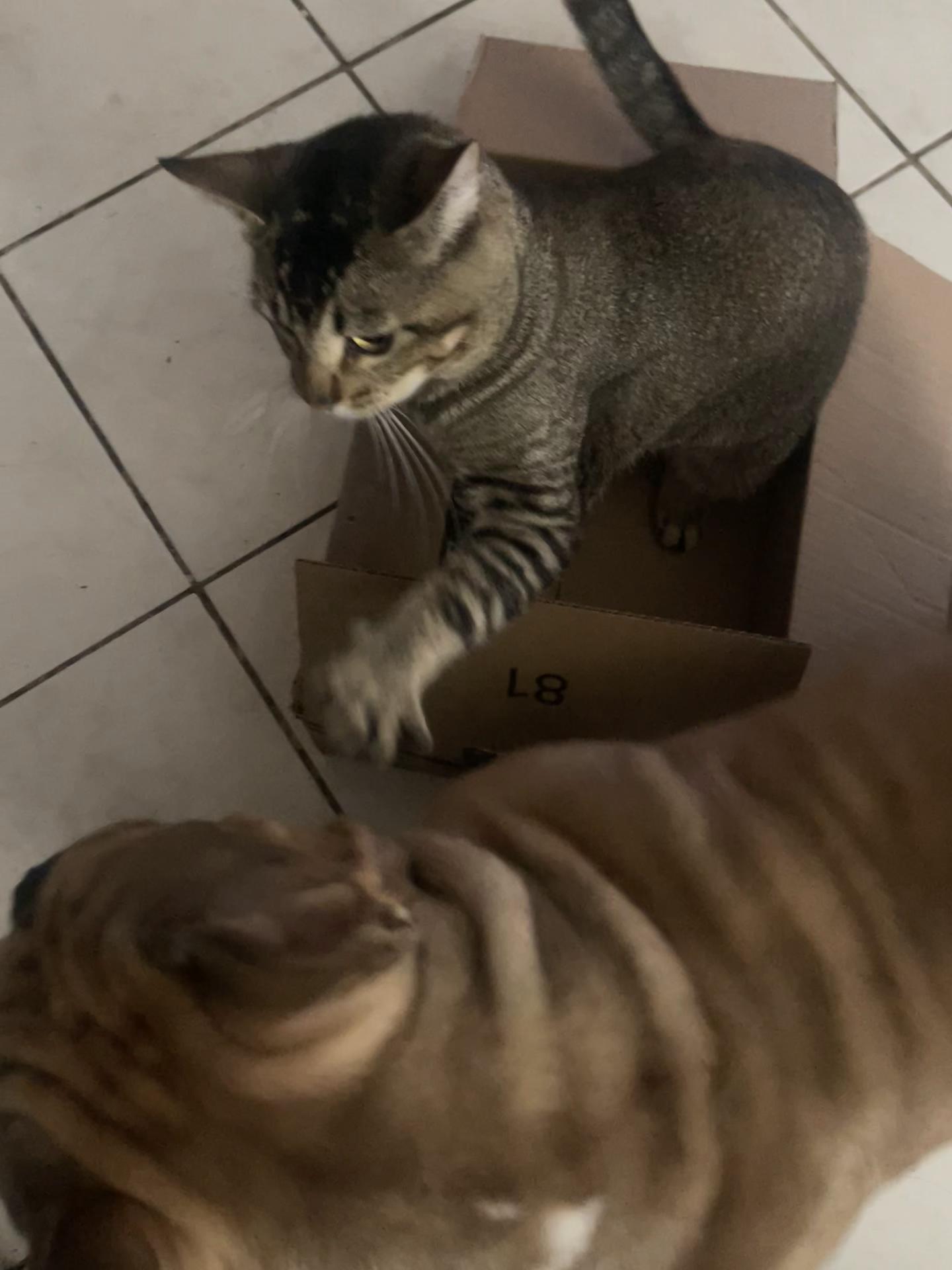 @🐾🐾🐾