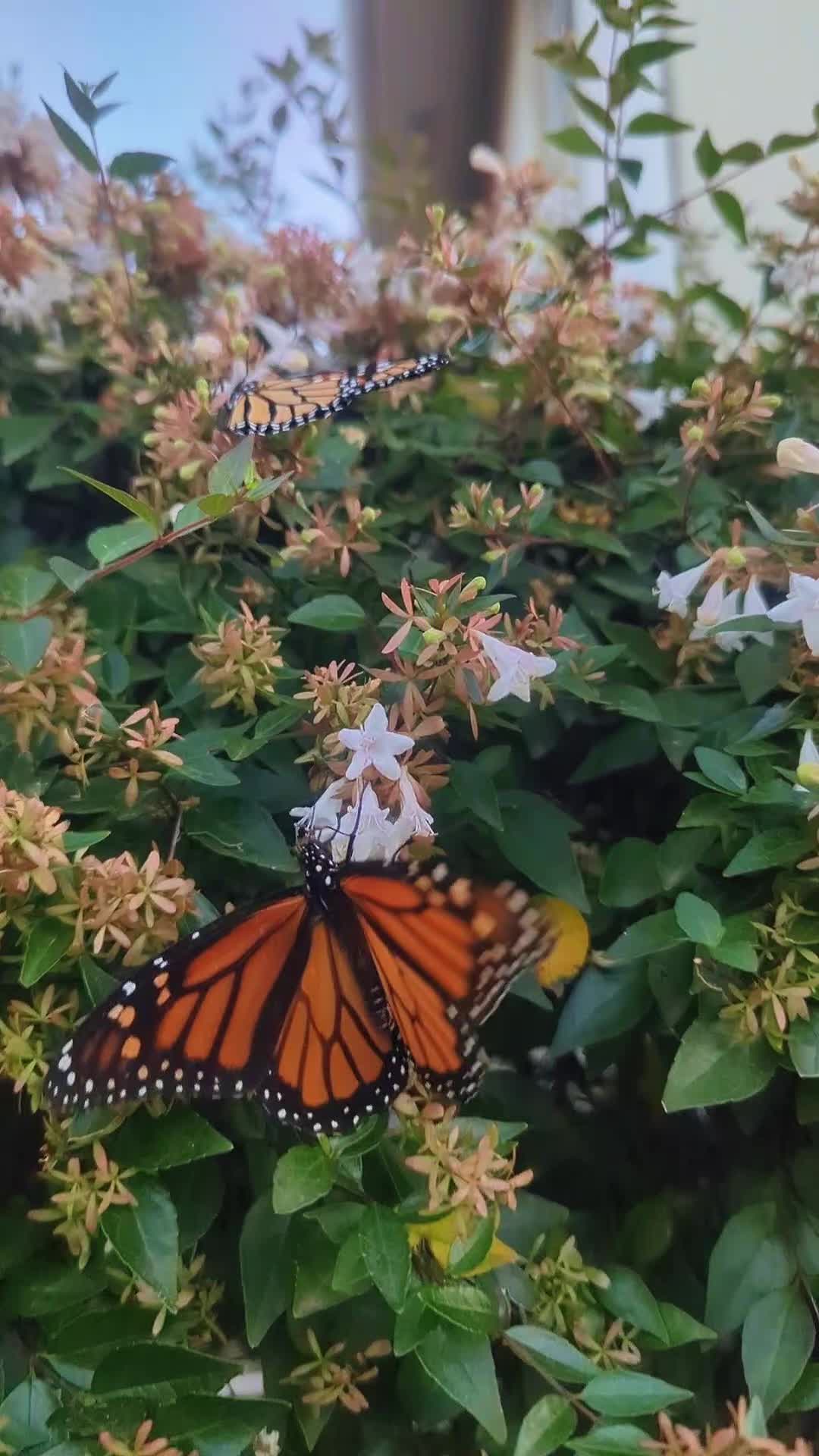 @terpfaery